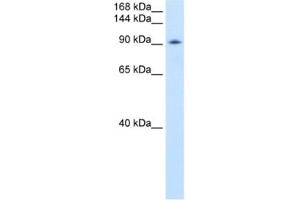 Western Blotting (WB) image for anti-DEAD (Asp-Glu-Ala-Asp) Box Polypeptide 54 (DDX54) antibody (ABIN2461362) (DDX54 Antikörper)