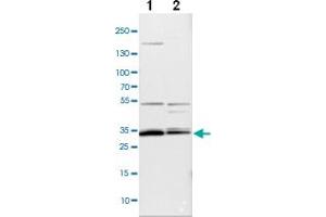 Western blot analysis of cell lysates with APOOL polyclonal antibody ( Cat # PAB27989 ) at 1:100-1:500 dilution.