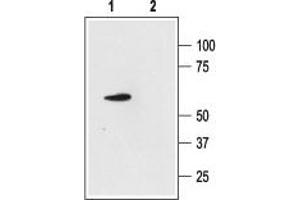 Potassium Channel, Subfamily K, Member 4 (KCNK4) peptide