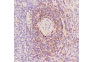 Immunohistochemistry (IHC) image for anti-CD3 epsilon (CD3E) (AA 23-207) antibody (ABIN3043805)