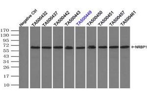 Image no. 3 for anti-Nuclear Receptor Binding Protein 1 (NRBP1) antibody (ABIN1499826) (NRBP1 Antikörper)