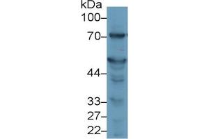 Rabbit Detection antibody from the kit in WB with Positive Control: Rat Liver lysate. (ALT CLIA Kit)