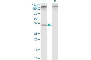 Western Blot analysis of C12orf24 expression in transfected 293T cell line by C12orf24 monoclonal antibody (M01), clone 2G4-1A1. (C12ORF24 Antikörper  (AA 1-273))