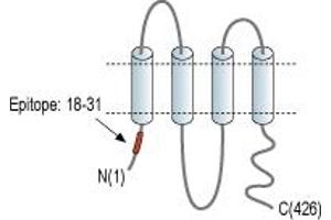 Pannexin 1 (PANX1) peptide