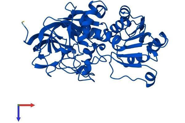 ADH4 Protein (AA 1-377) (His tag)