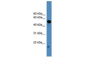 WB Suggested Anti-UBL4A Antibody Titration: 0. (UBL4A Antikörper  (C-Term))