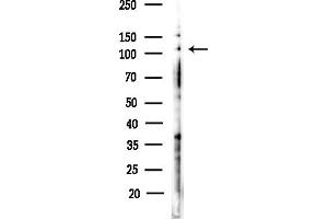anti-Minichromosome Maintenance Deficient 10 (MCM10) (C-Term) antibody