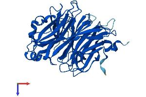 NEU2 Protein (AA 1-380) (His tag)