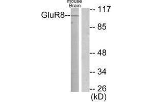 Western blot analysis of extracts from mouse brain, using GluR8 antibody. (GRM8 Antikörper)