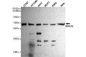 Western blot detection of R in Hela,A431,MCF7,COS7,H and K562 cell lysates using R mouse mAb (1:1000 diluted). (RPA1 Antikörper)