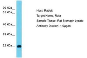Image no. 1 for anti-Ras-related Protein Ral-A (rala) (N-Term) antibody (ABIN6750364) (rala Antikörper  (N-Term))