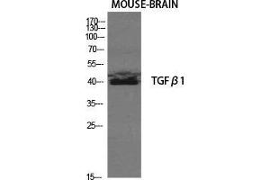 Western Blot (WB) analysis of Mouse Brain cells using TGFbeta1 Polyclonal Antibody. (TGFB1 Antikörper  (C-Term))