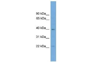 WB Suggested Anti-Dmrtb1 Antibody Titration: 0. (DMRTB1 Antikörper  (C-Term))