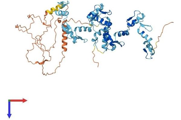 ZNF37A Protein (AA 1-561) (His tag)