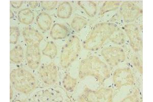 Immunohistochemistry (IHC) image for anti-Fibroblast Growth Factor 6 (FGF6) (AA 38-208) antibody (ABIN7152819)