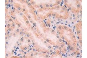 Immunohistochemistry (IHC) image for anti-Xanthine Dehydrogenase (XDH) (AA 231-416) antibody (ABIN7435052)