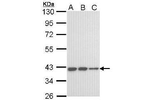 KIR3DL2 Antikörper  (C-Term)