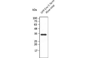Western Blotting (WB) image for anti-SARS-CoV-2 Envelope (SARS-CoV-2 E) (C-Term) antibody (ABIN7273009) (SARS-CoV-2 Envelope Antikörper  (C-Term))