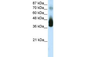 WB Suggested Anti-JUNB  Antibody Titration: 1.