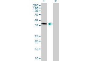 Western Blot analysis of SGK2 expression in transfected 293T cell line by SGK2 MaxPab polyclonal antibody. (SGK2 Antikörper  (AA 1-367))