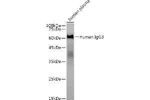 Western blot analysis of extracts of human plasma, using Human IgG3 antibody (ABIN7267839) at 1:3000 dilution. (IgG3 Antikörper)