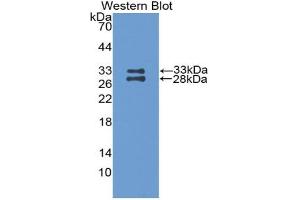 Western blot analysis of the recombinant protein. (APOA1 Antikörper  (AA 25-264))