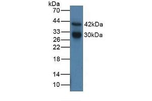 Cathepsin G antibody  (AA 21-255)