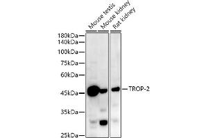 Western blot analysis of extracts of various cell lines, using TROP-2 antibody (ABIN7271103) at 1:1000 dilution. (TACSTD2 Antikörper)