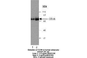 Image no. 2 for anti-CD36 (CD36) (AA 100-200) antibody (ABIN363469) (CD36 Antikörper  (AA 100-200))
