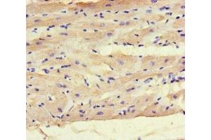 Immunohistochemistry of paraffin-embedded human heart tissue using ABIN7165797 at dilution of 1:100 (MAX Antikörper  (AA 1-58))