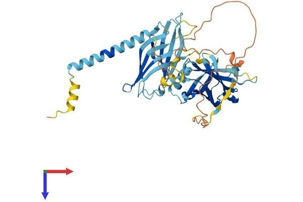 SYT12 Protein (AA 1-421) (His tag)