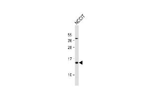 Anti- HBE1 Antibody (Center) at 1:1000 dilution + NCCIT whole cell lysate Lysates/proteins at 20 μg per lane. (Hemoglobin, epsilon 1 (HBe1) (AA 55-83) Antikörper)