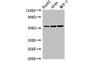 SLC24A5 antibody  (AA 240-298)