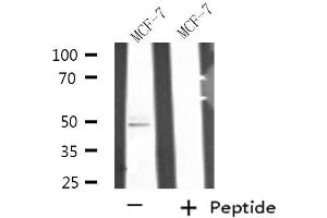 Western blot analysis of extracts from MCF-7 cell using SEPT7 antibody. (Septin 7 Antikörper  (C-Term))