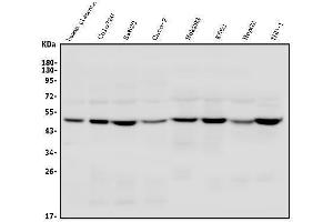Western blot analysis of TSG101 using anti-TSG101 antibody (ABIN7600712).