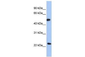 Western Blotting (WB) image for anti-Protein O-Fucosyltransferase 2 (POFUT2) antibody (ABIN2458965) (POFUT2 Antikörper)