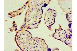 Immunohistochemistry of paraffin-embedded human placenta tissue using ABIN7148789 at dilution of 1:100 (ATF3 Antikörper  (AA 1-181))