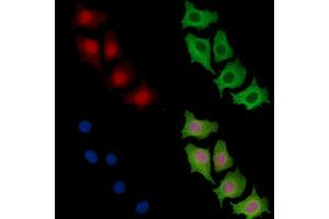 ABIN7096475 and ABIN7100539 staining HepG2 cells by IF/ICC.