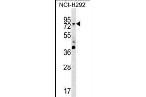GTPBP1 Antibody (C-term) (ABIN1537482 and ABIN2850291) western blot analysis in NCI- cell line lysates (35 μg/lane).