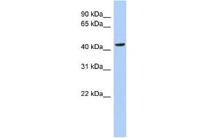 WB Suggested Anti-MYC Antibody Titration: 0. (c-MYC Antikörper  (N-Term))