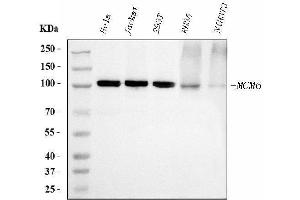 Western blot analysis of MCM6 using anti-MCM6 antibody (ABIN7600037). (MCM6 Antikörper  (AA 14-821))