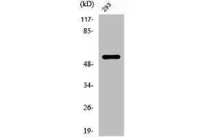 Western Blot analysis of 293 cells using Phospho-Synaptotagmin 1/2 (T202/199) Polyclonal Antibody (SYT1/SYT2 (pThr199), (pThr202) Antikörper)