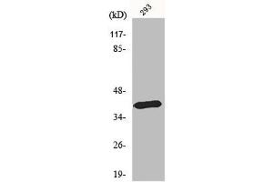 Western Blot analysis of HepG2 cells using MEL-1B-R Polyclonal Antibody (Melatonin Receptor 1B Antikörper  (C-Term))