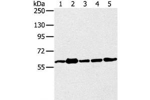 Western Blot analysis of 231, Jurkat, A549, hela and 293T cell using TRIM45 Polyclonal Antibody at dilution of 1:400 (TRIM45 Antikörper)