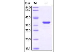 Human GAPDH, His Tag on SDS-PAGE under reducing (R) condition. (GAPDH Protein (AA 2-335) (His tag))