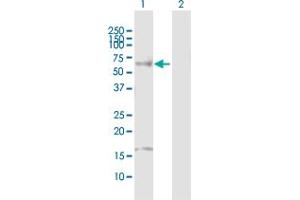 Western Blot analysis of HNF4A expression in transfected 293T cell line by HNF4A MaxPab polyclonal antibody. (HNF4A Antikörper  (AA 1-464))
