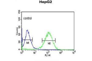ZNF202 Antibody (Center) flow cytometric analysis of HepG2 cells (right histogram) compared to a negative control cell (left histogram). (ZNF202 Antikörper  (Middle Region))