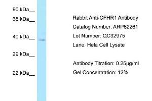 Western Blotting (WB) image for anti-Complement Factor H-Related 1 (CFHR1) (N-Term) antibody (ABIN2774339) (CFHR1 Antikörper  (N-Term))
