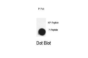 Dot blot analysis of Phospho-Cdk7- Pab (ABIN389541 and ABIN2850443) on nitrocellulose membrane. (CDK7 Antikörper  (pThr170))