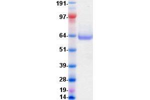 Validation with Western Blot (EPH Receptor A10 Protein (EPHA10) (DYKDDDDK-His Tag))